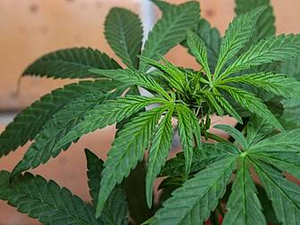 Cannabis Worth €127,000 Seized...